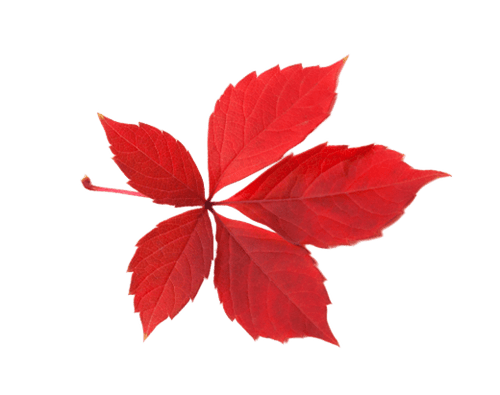 Vigne rouge 200 mg